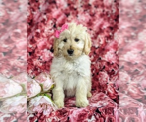 Double Doodle Puppy for sale in CHRISTIANA, PA, USA