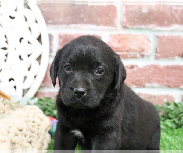 Medium Photo #3 Labrador Retriever Puppy For Sale in SYRACUSE, IN, USA