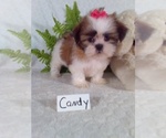 Small #1 Shih Tzu