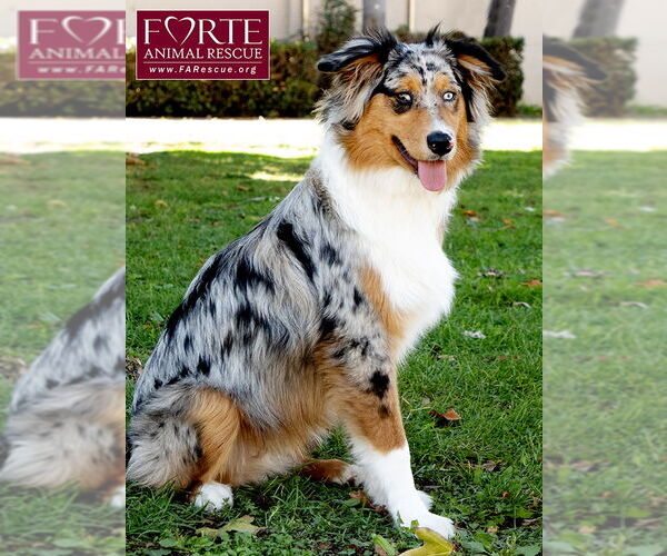 Medium Photo #4 Australian Shepherd Puppy For Sale in Marina del Rey, CA, USA