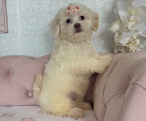 Bichpoo Puppy for sale in STUART, FL, USA
