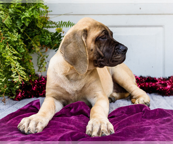 Medium Photo #3 Mastiff Puppy For Sale in WAKARUSA, IN, USA