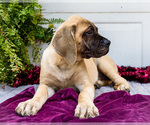 Small #2 Mastiff
