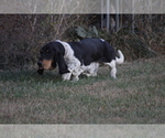 Small Photo #1 Basset Hound Puppy For Sale in MEMPHIS, MO, USA