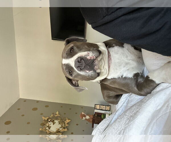 Medium Photo #3 Mutt Puppy For Sale in Miami, FL, USA