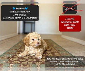 Poodle (Toy)-Zuchon Mix Puppy for sale in TUCSON, AZ, USA