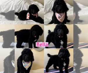 Poodle (Standard) Puppy for Sale in EXETER, California USA