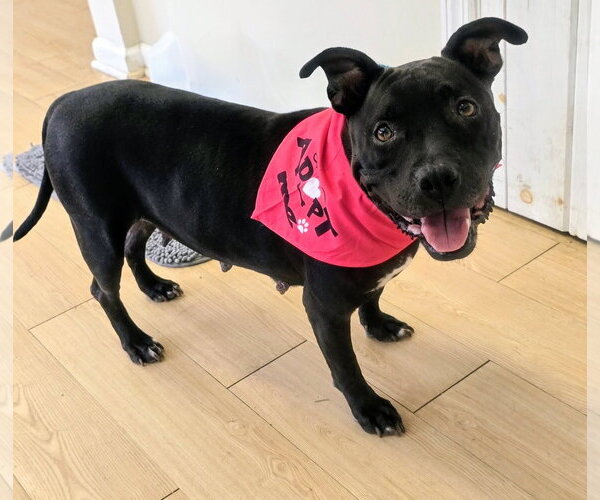 Medium Photo #2 Mutt Puppy For Sale in Rockaway, NJ, USA
