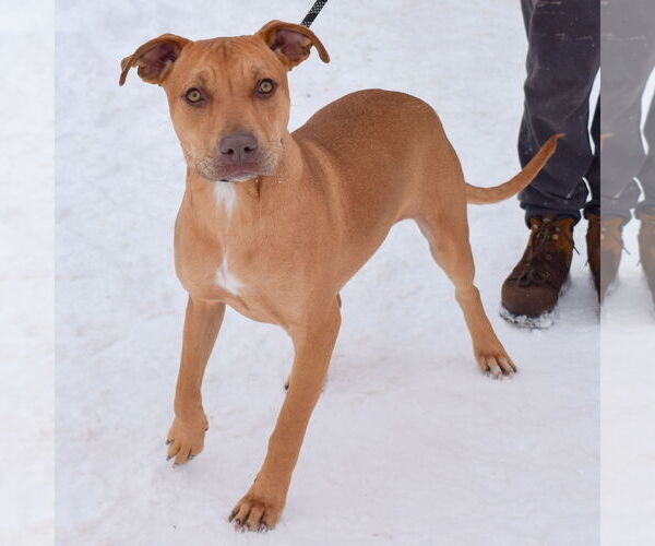 Medium Photo #6 American Staffordshire Terrier-Boxer Mix Puppy For Sale in Huntley, IL, USA