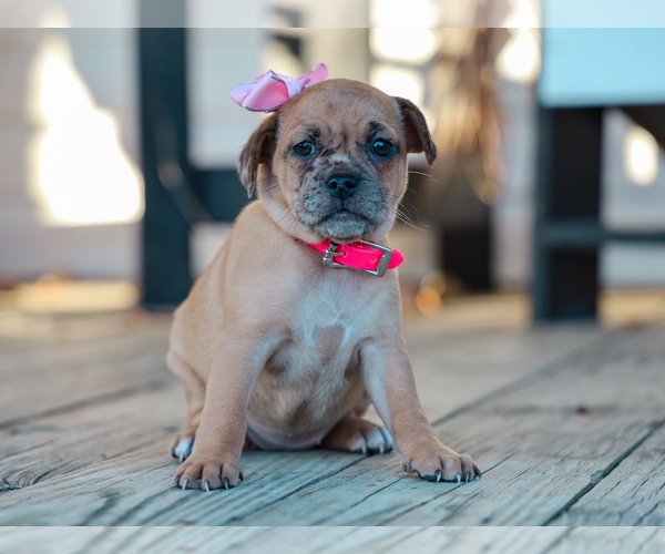 Medium Photo #3 Jug-Pug Mix Puppy For Sale in LIBERTY, KY, USA