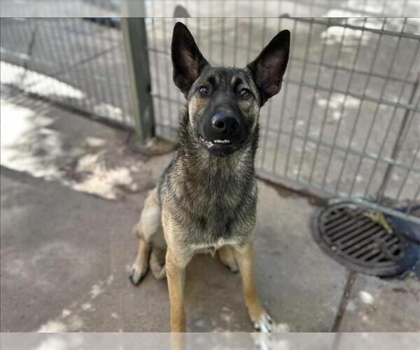 Medium Photo #1 Mutt Puppy For Sale in Martinez, CA, USA
