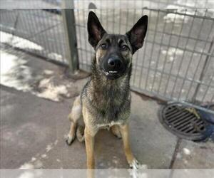 Mutt Dogs for adoption in Martinez, CA, USA