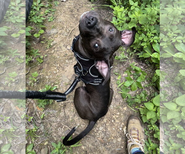 Medium Photo #8 American Pit Bull Terrier-Unknown Mix Puppy For Sale in Germantown, OH, USA