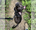 Small #7 American Pit Bull Terrier Mix