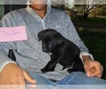 Puppy Tiny Girl Australian Cattle Dog-Border Collie Mix
