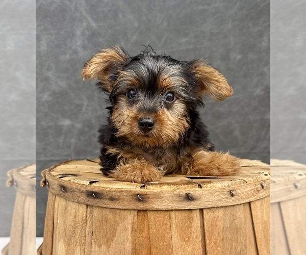 Medium Photo #10 Yorkshire Terrier Puppy For Sale in OCALA, FL, USA