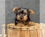 Small #9 Yorkshire Terrier