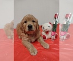 Puppy Starlight Golden Retriever