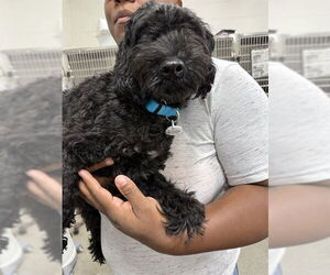Poodle (Standard) Dogs for adoption in Forestville, MD, USA
