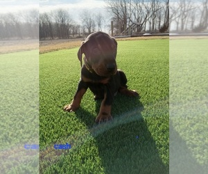 Medium Doberman Pinscher