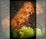Small Photo #13 Goldendoodle Puppy For Sale in SELINSGROVE, PA, USA