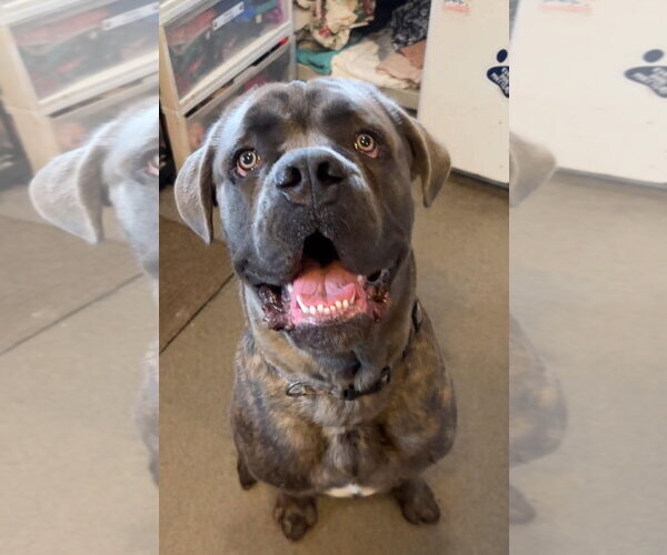 Medium Photo #1 Mutt Puppy For Sale in Matawan, NJ, USA
