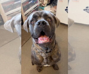 Mutt Dogs for adoption in Matawan, NJ, USA