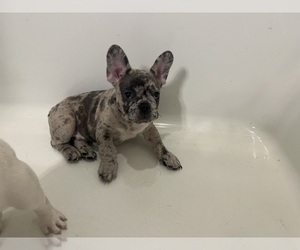 French Bulldog Puppy for sale in ATLANTA, GA, USA