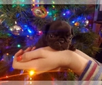 Puppy Nugget Pug