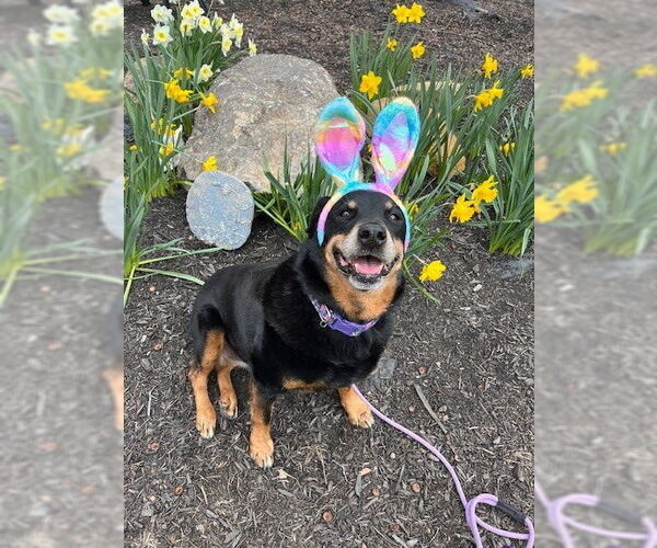 Medium Photo #3 Rottweiler Puppy For Sale in Rockaway, NJ, USA