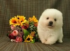 Small Photo #1 Japanese Spitz Puppy For Sale in LOS ANGELES, CA, USA