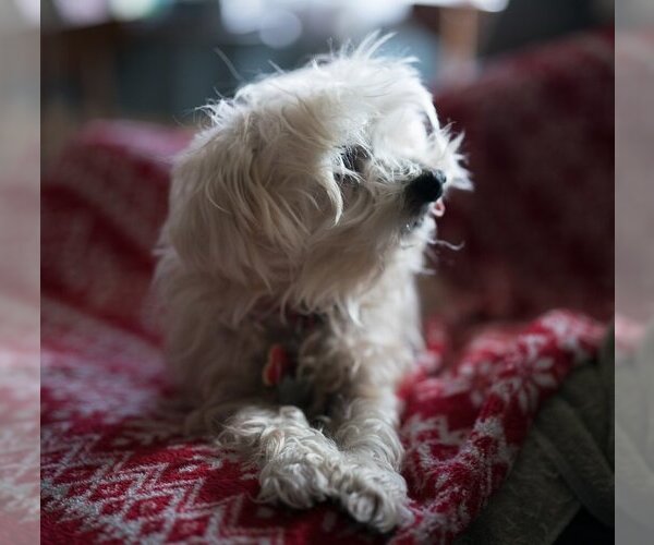 Medium Photo #4 Maltipoo Puppy For Sale in HOUSTON, TX, USA