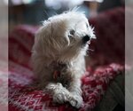 Small Photo #4 Maltipoo Puppy For Sale in HOUSTON, TX, USA
