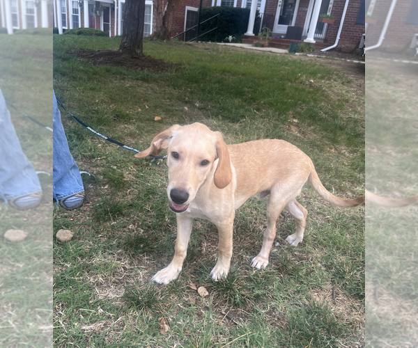 Medium Photo #2 Golden Labrador Puppy For Sale in Rockville, MD, USA