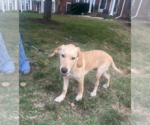 Small Photo #2 Golden Labrador Puppy For Sale in Rockville, MD, USA