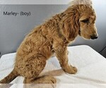 Small Photo #5 Goldendoodle Puppy For Sale in SCAPPOOSE, OR, USA