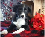 Puppy Harry Border Collie