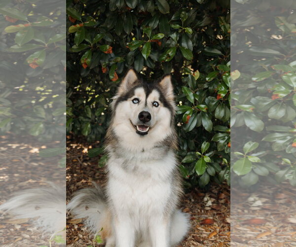 Medium Photo #2 Siberian Husky Puppy For Sale in Carrollton, TX, USA