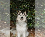 Small #1 Siberian Husky