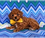 Small #4 Cavapoo-Poodle (Toy) Mix