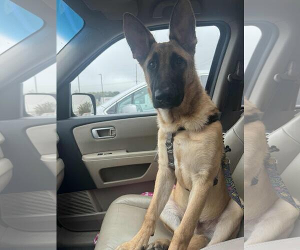 Medium Photo #3 German Shepherd Dog-Unknown Mix Puppy For Sale in Coldwater, MI, USA