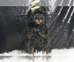 Puppy Dulce Poodle (Miniature)