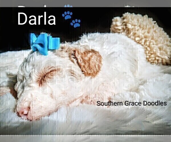 Medium Photo #3 Goldendoodle (Miniature) Puppy For Sale in GASTONIA, NC, USA