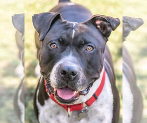 MOSLEY - Male American Bulldog-Unknown Mix Dog for Adoption - Photo #3