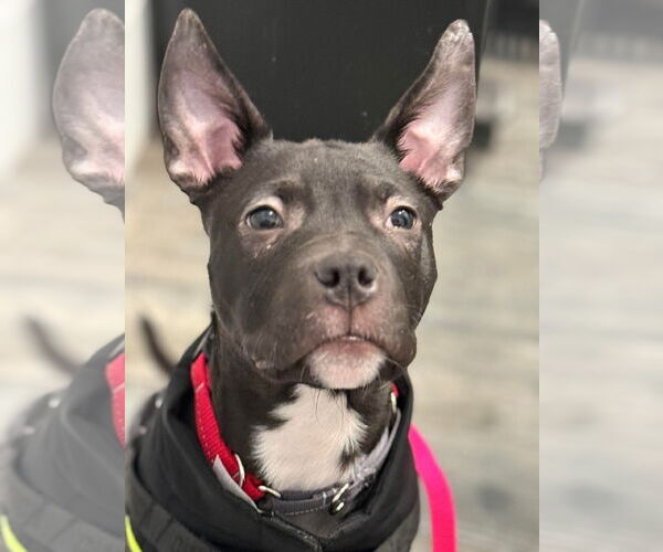 Medium Photo #6 American Bulldog-Unknown Mix Puppy For Sale in Oro Medonte, Ontario, Canada