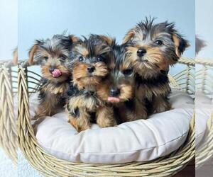 Yorkshire Terrier Puppy for sale in HOFFMAN EST, IL, USA
