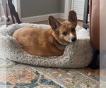 Small #1 Mutt