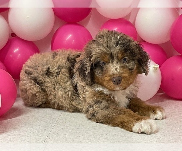 Medium Photo #2 Aussiedoodle Miniature  Puppy For Sale in HICKSVILLE, OH, USA