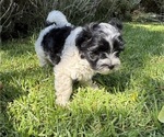 Puppy Moo Havanese