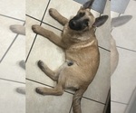 Puppy Everest German Shepherd Dog